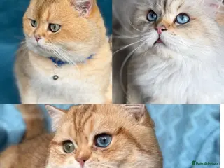 British Shorthair cats British Shorthair/ Longhair Golden stud boy GCCF - Advert 5