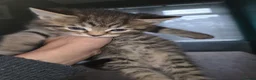 Mixed Breed cats for sale: Maine Coon Tabby kittens - Advert 6