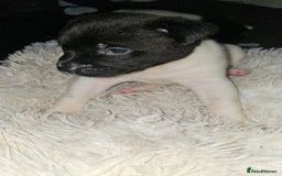Mixed Breed dogs for sale: American akita x staffy pups for sale  - Image 11