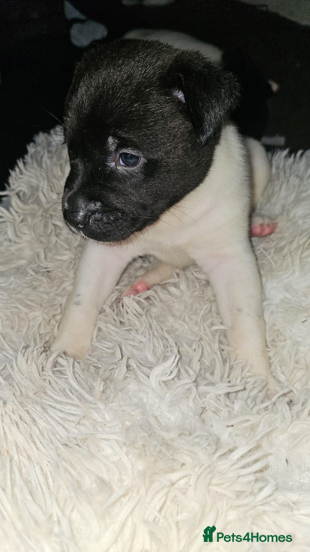 Mixed Breed dogs for sale: American akita x staffy pups for sale  - Image 11