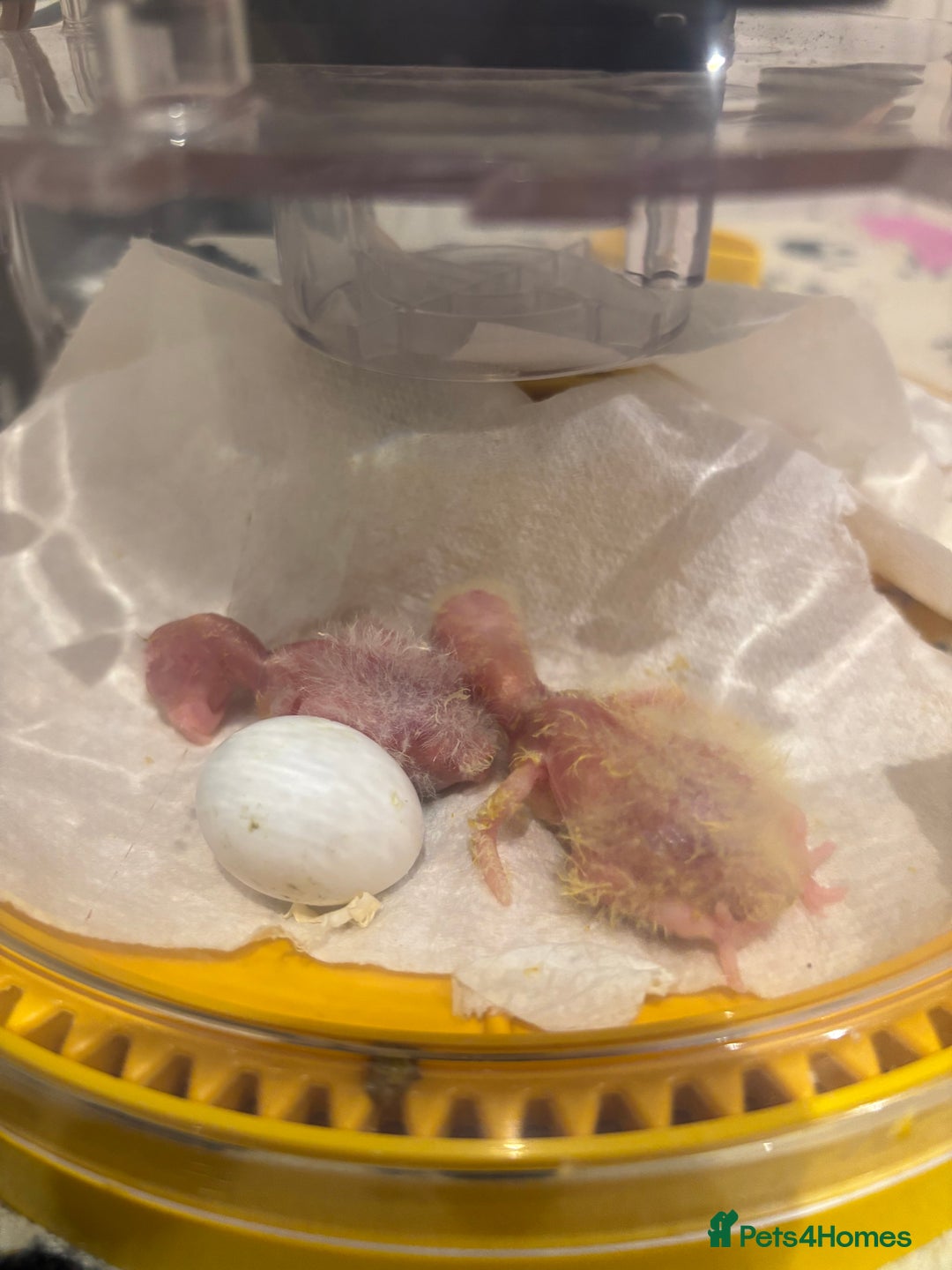 Parrots birds for sale: Hand reared baby quaker - Advert 25