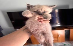 Ragdoll cats for sale: 3 stunning ragdoll x kittens - Image 7