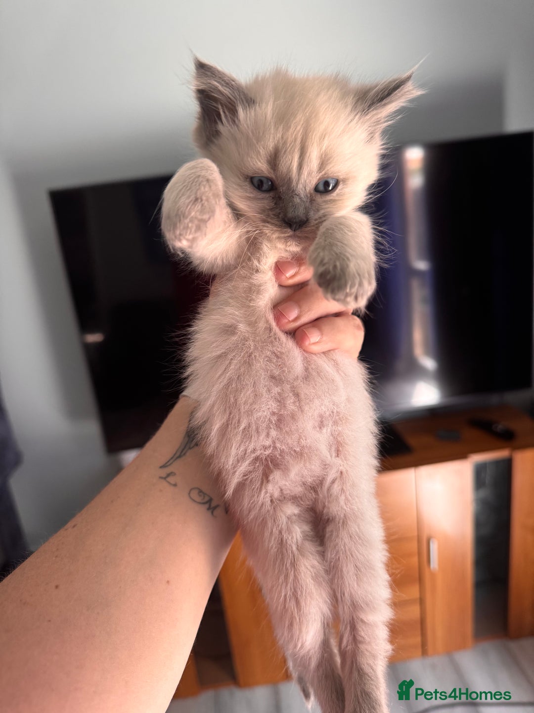 Ragdoll cats for sale: 3 stunning ragdoll x kittens - Image 7