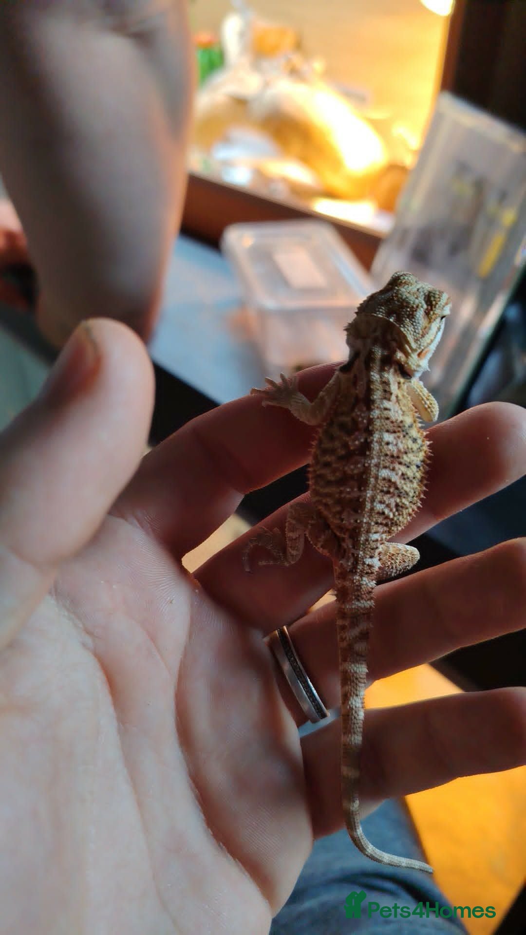 Bearded Dragon reptiles baby bearded dragon - Advert 5