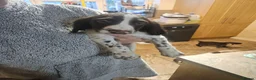 Sprocker dogs for sale: 7 stunning sprocker pups LAST 3 BOYS - Advert 38