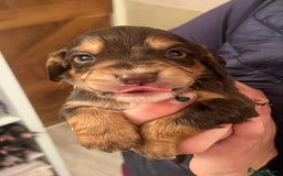 Cocker Spaniel dogs for sale: Gorgeous Health Tested Working Cocker Spaniels - Image 24