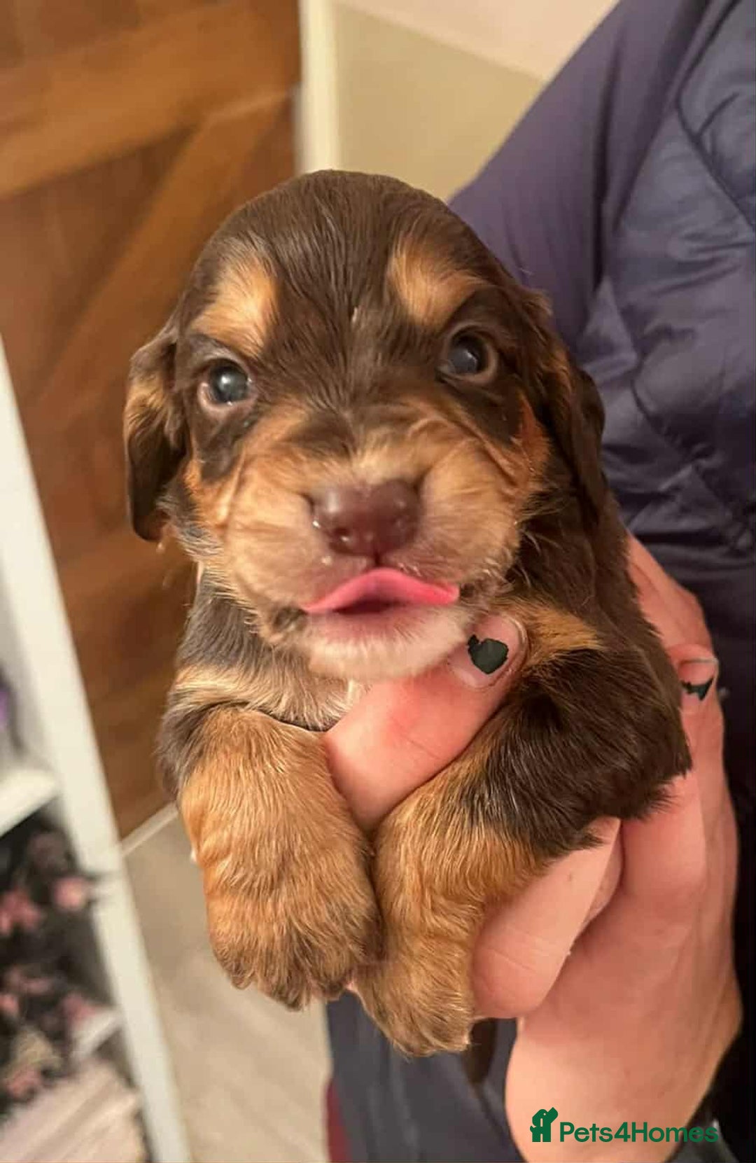 Cocker Spaniel dogs for sale: Gorgeous Health Tested Working Cocker Spaniels - Image 24