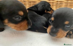 Dachshund dogs for sale: Sausage dachshund puppies  - Image 8