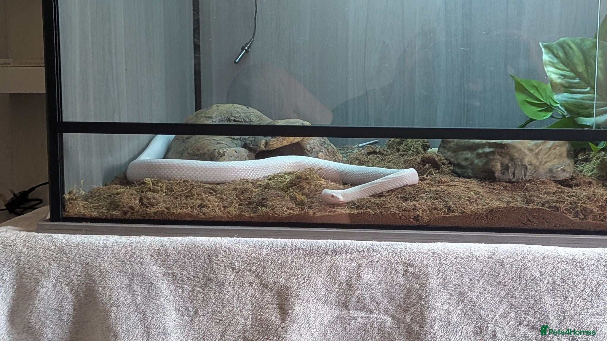 Corn Snake reptiles albino corn snake for re-home - Advert 1