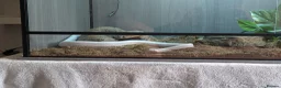 Corn Snake reptiles for sale: albino corn snake for re-home - Advert 1