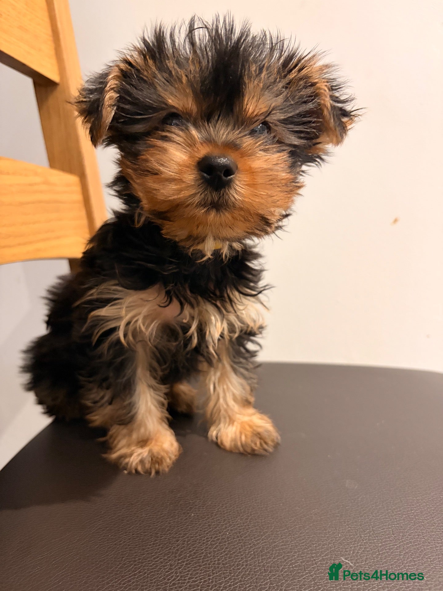 Yorkshire Terrier dogs Yorkshire Terrier BOY ONLY - Advert 2