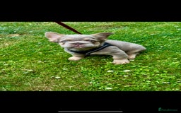 French Bulldog dogs for sale: Fluffy ** frenchies  - Image 4
