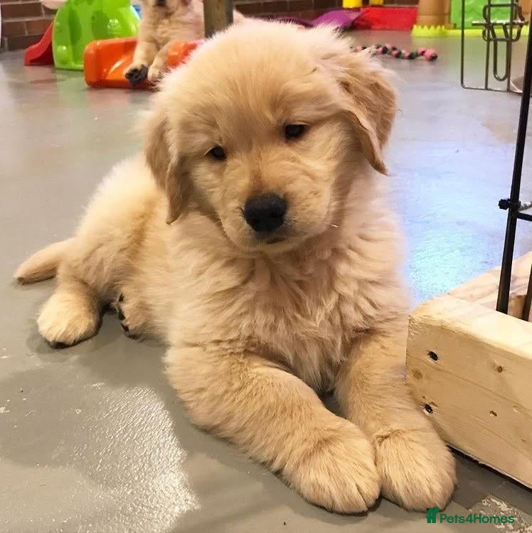 Golden Retriever dogs for sale: looking for a new home for Aslan - Advert 15