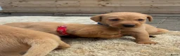 Labrador Retriever dogs for sale: 5 kc Labrador pups ready now  - Advert 7