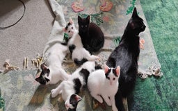 Mixed Breed cats for sale: 5 lovely kittens - Image 6