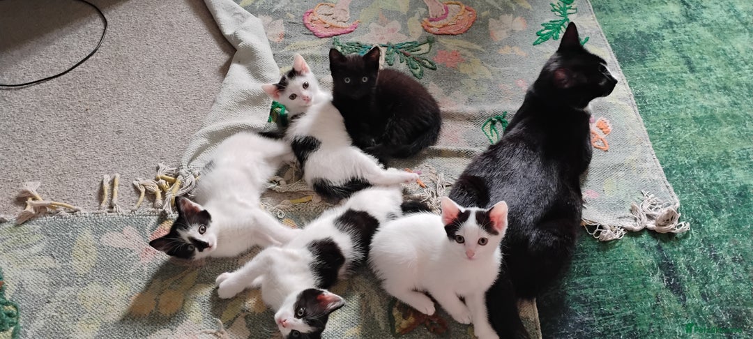 Mixed Breed cats for sale: 5 lovely kittens - Image 6