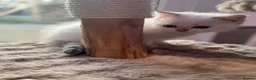 Scottish Fold cats for sale: British short hairs (Scottish straight) ready  - Advert 11