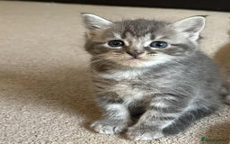 Mixed Breed cats for sale: Smokey Grey kittens for sale - Image 3