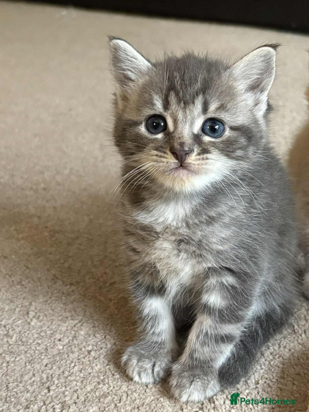 Mixed Breed cats for sale: Smokey Grey kittens for sale - Image 3