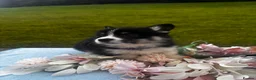 Welsh Corgi Pembroke dogs for sale: Stunning champion breed Tri Corgi Puppies  - Advert 29