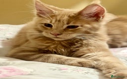 Maine Coon cats for sale: Last Ginger Boy Pure Mainecoon! - Image 22