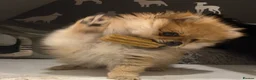 Pomeranian dogs for sale: Beautiful Miniature Pomeranian  - Advert 12