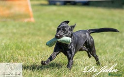 Labrador Retriever dogs for stud: Traditional Working Type Black Labrador Stud - Image 2