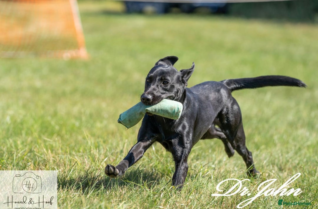 Labrador Retriever dogs for stud: Traditional Working Type Black Labrador Stud - Image 2