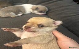 Chihuahua dogs for sale: Stunning smooth coat chihuahua puppies  - Image 8