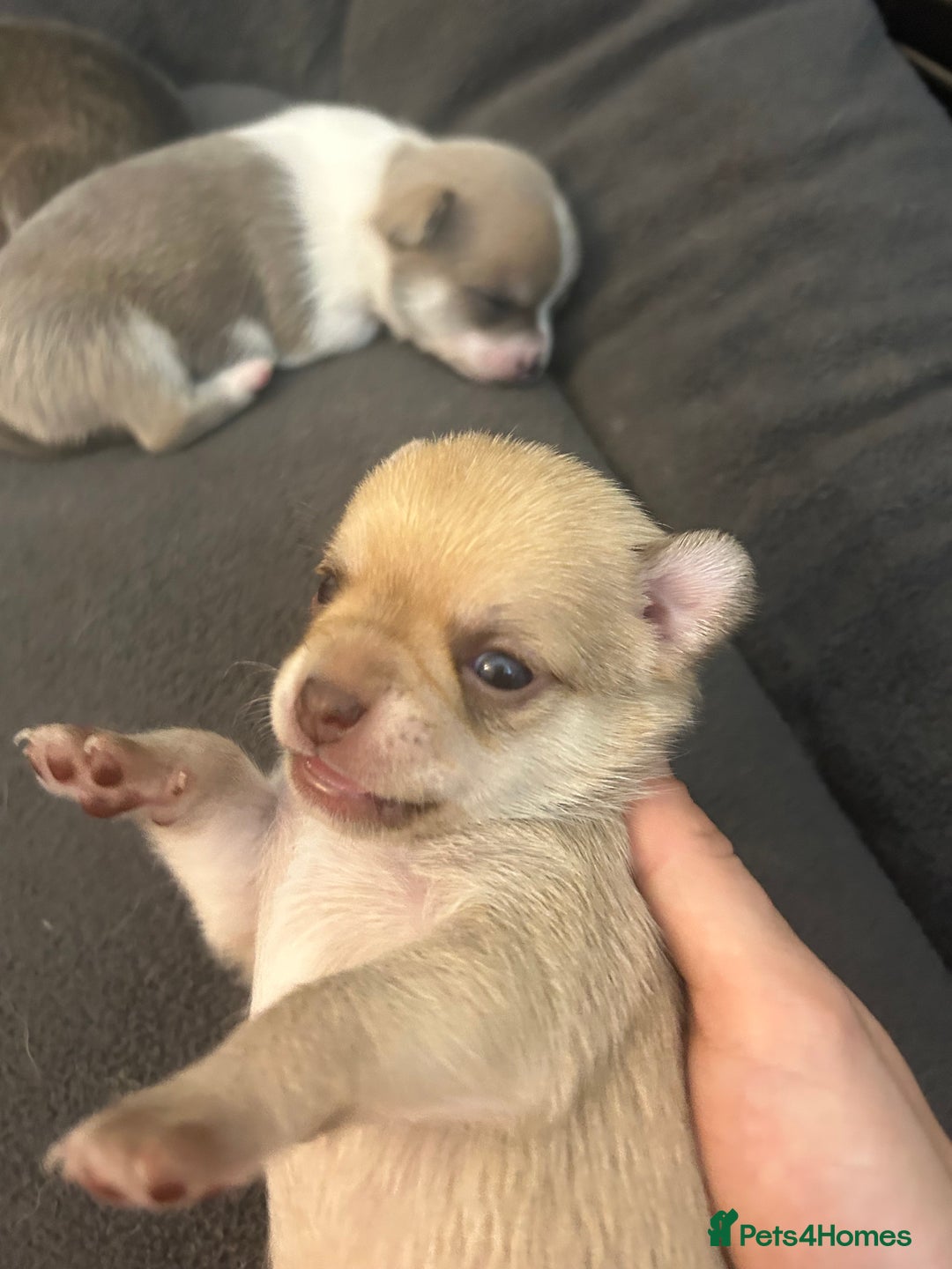 Chihuahua dogs for sale: Stunning smooth coat chihuahua puppies  - Image 8