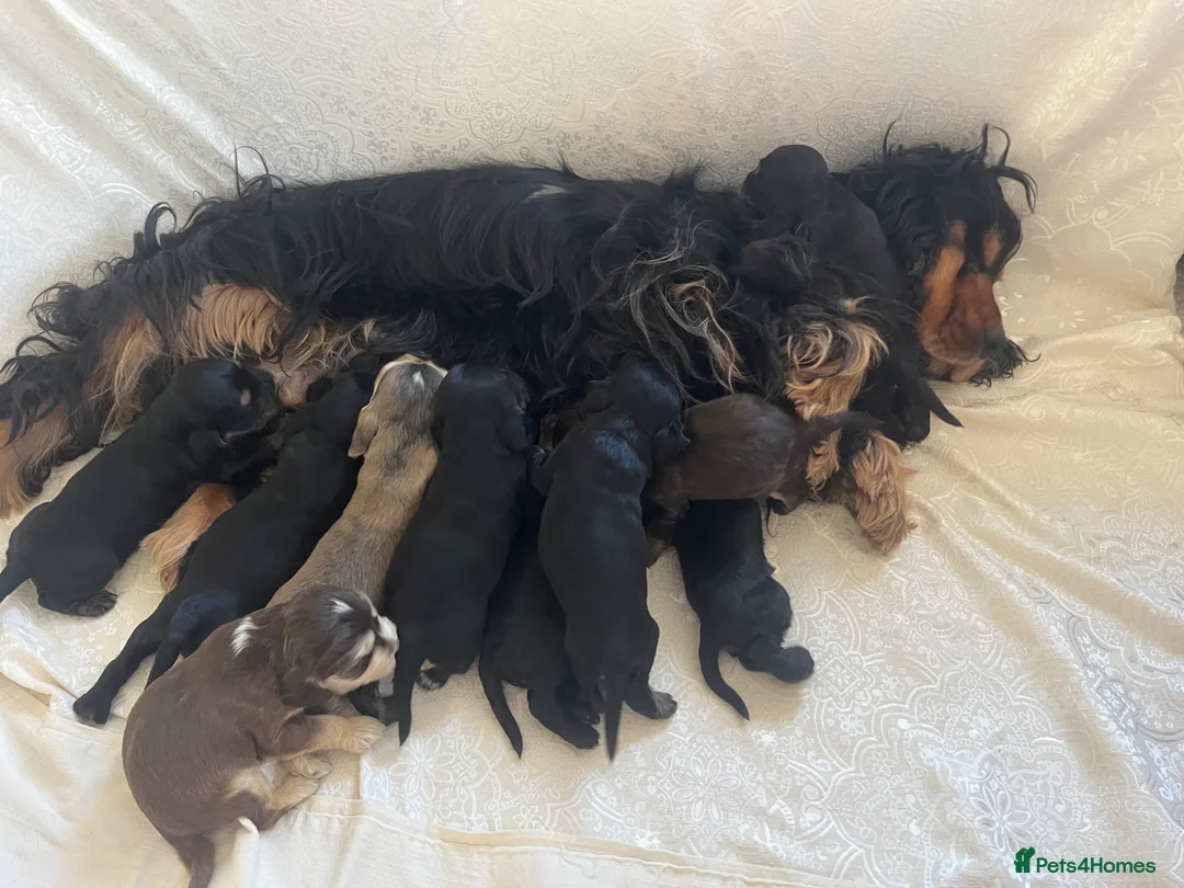 Cocker Spaniel dogs for sale: Exquisite Show Type cocker spaniel  - Advert 1