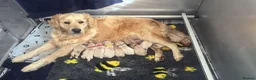 Golden Retriever dogs for sale: Golden retriever puppies  - Advert 1