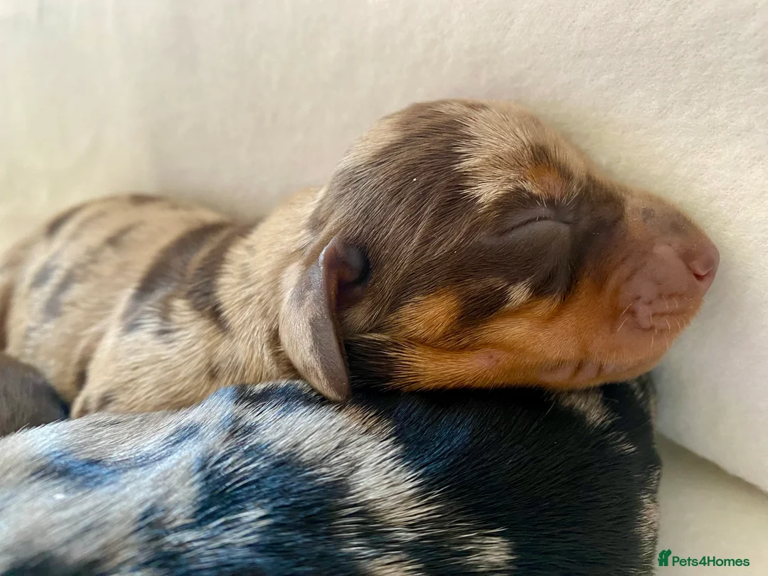 Miniature Dachshund dogs for sale: 🐶 READY TODAY 🐶 £1,800 - Advert 27