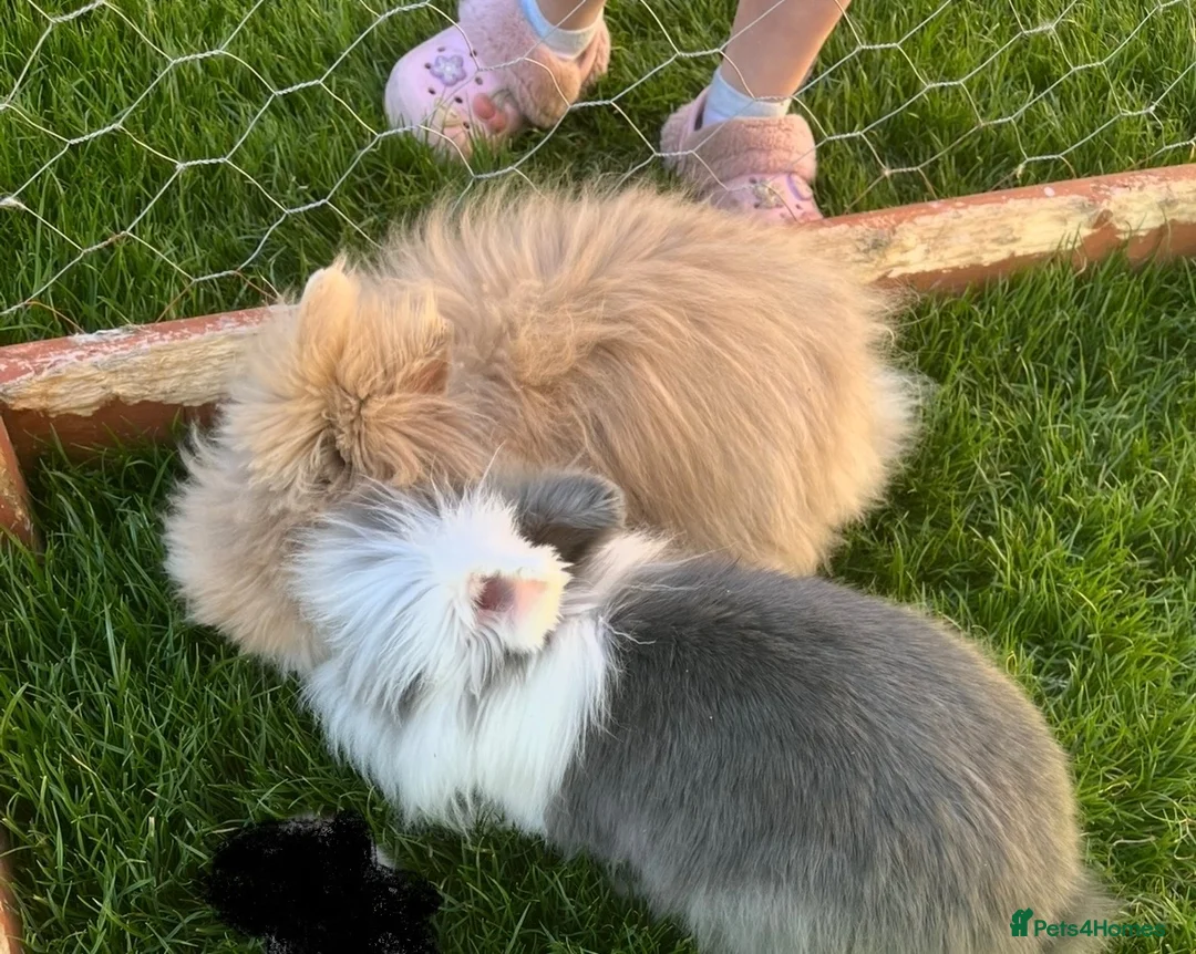 Lionhead rabbits for sale: Double maned lionheads - Advert 2