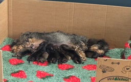 Dachshund dogs for sale: Standard wirehaired (Teckels)  - Image 4