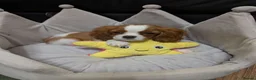 Cavalier King Charles Spaniel dogs for sale: Adorable Cavalier Puppies Ready to Leave - Advert 2