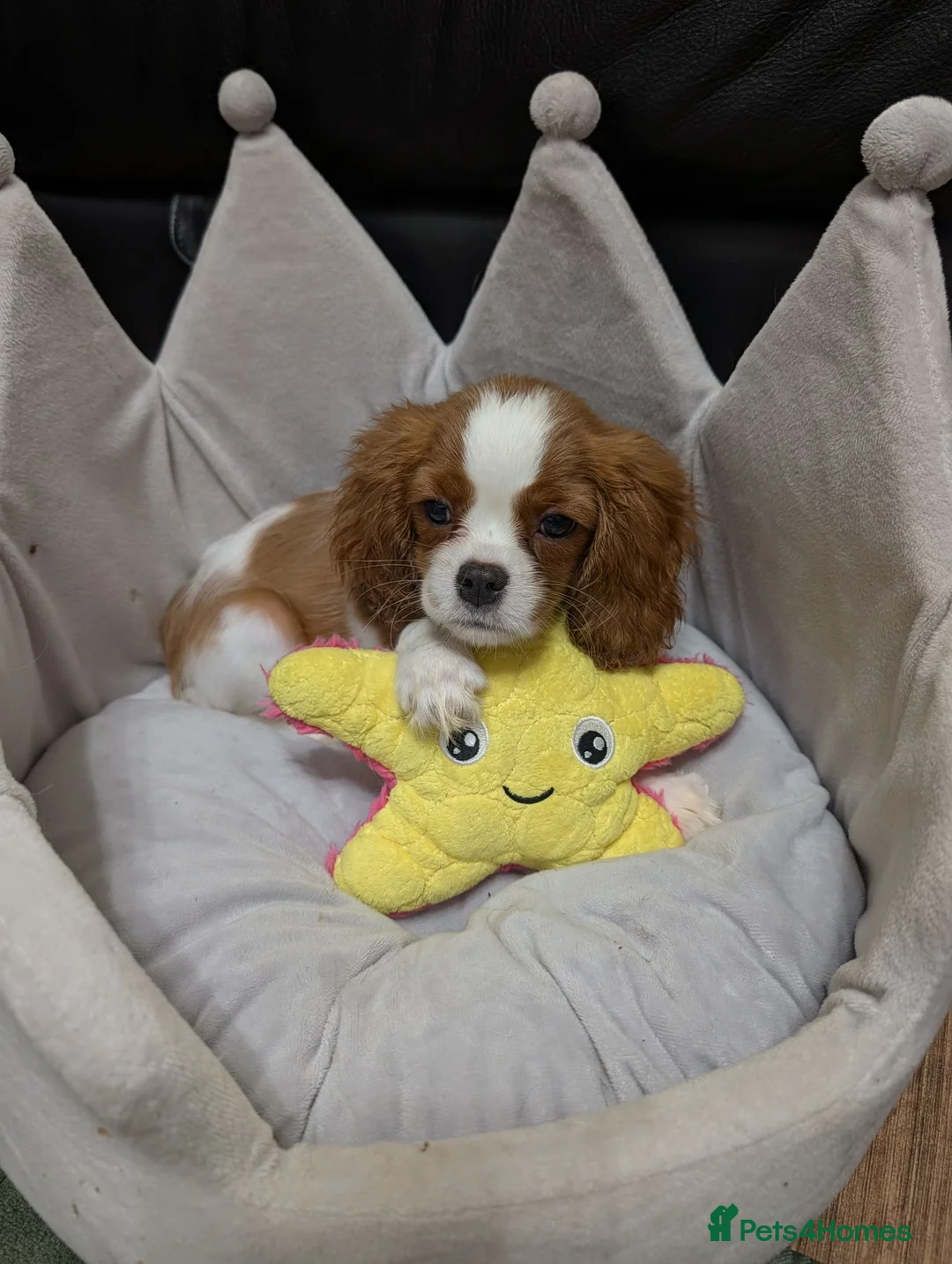 Cavalier King Charles Spaniel dogs for sale: Adorable Cavalier Puppies Ready to Leave - Advert 2