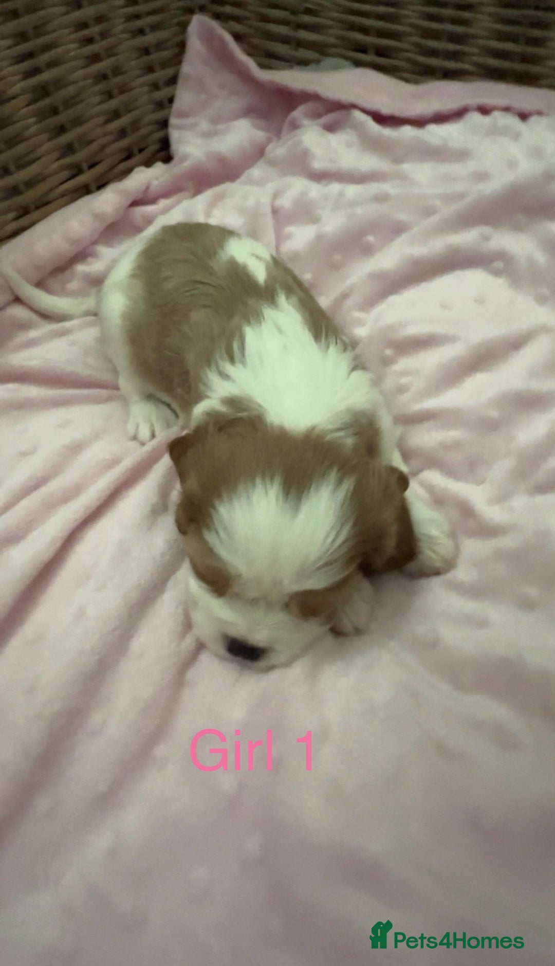 Cavalier King Charles Spaniel dogs for sale: Cavalier King Charles puppies  - Image 12