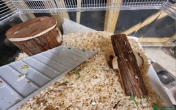 Hamster rodents for sale: Gorgeous male hamster with cage and full set up - Image 6