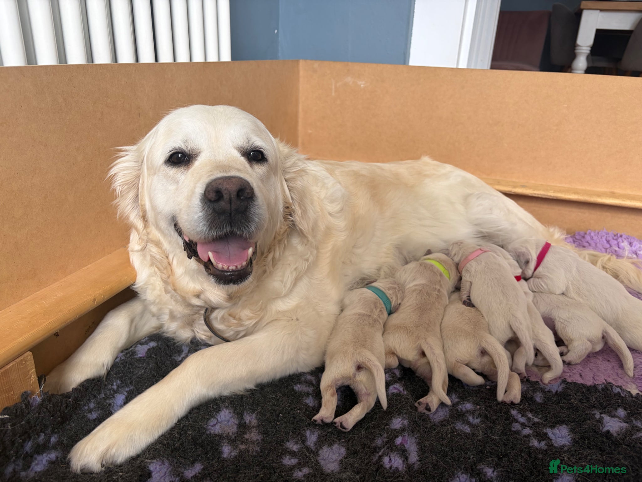 Golden Retriever dogs for sale: Champion line cream golden retriever puppies - Advert 2
