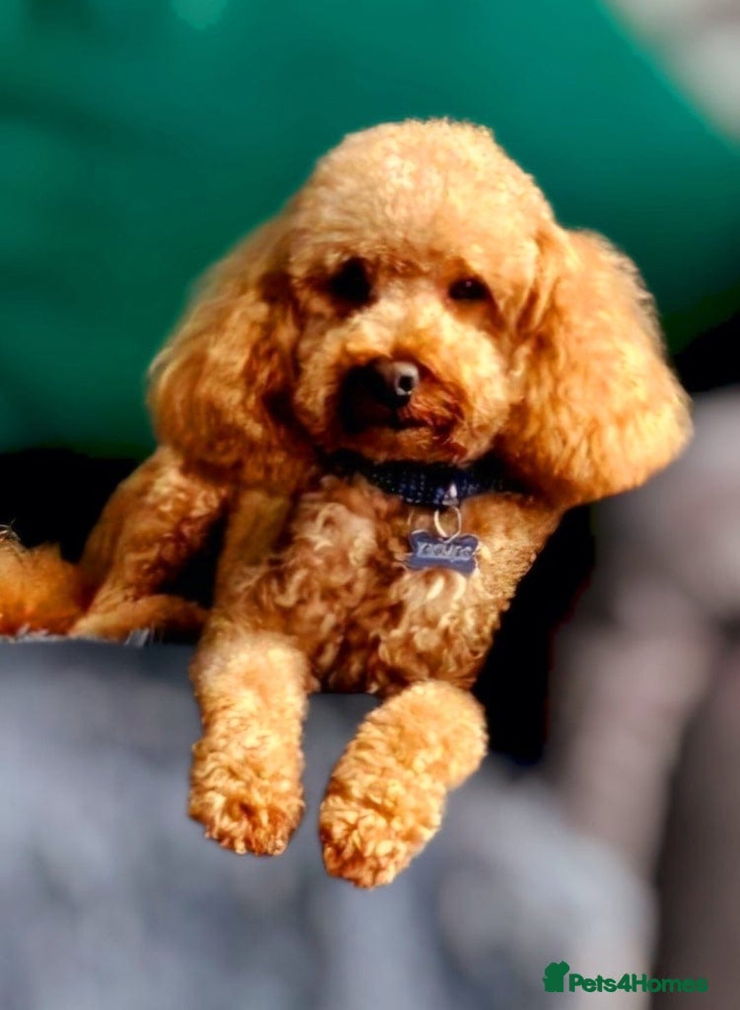 Maltipoo dogs for sale: Maltipoo puppies - Image 14