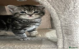 Mixed Breed cats for sale: Half British longhair kittens  - Image 4