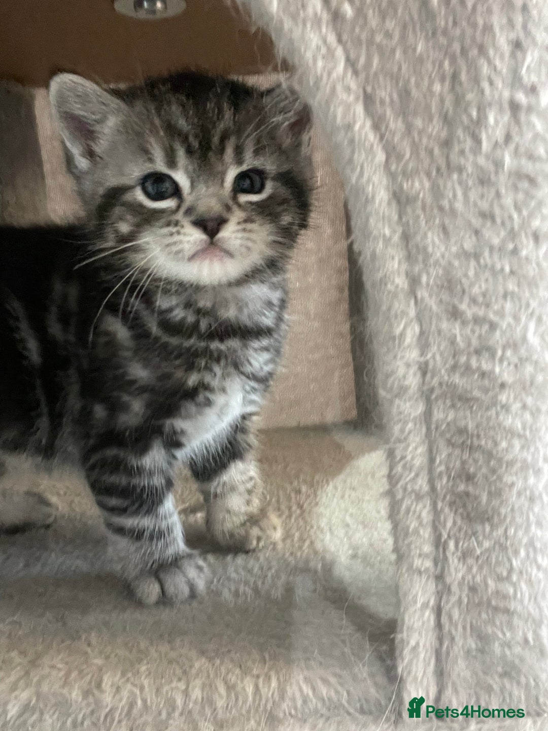 Mixed Breed cats for sale: Half British longhair kittens  - Image 4