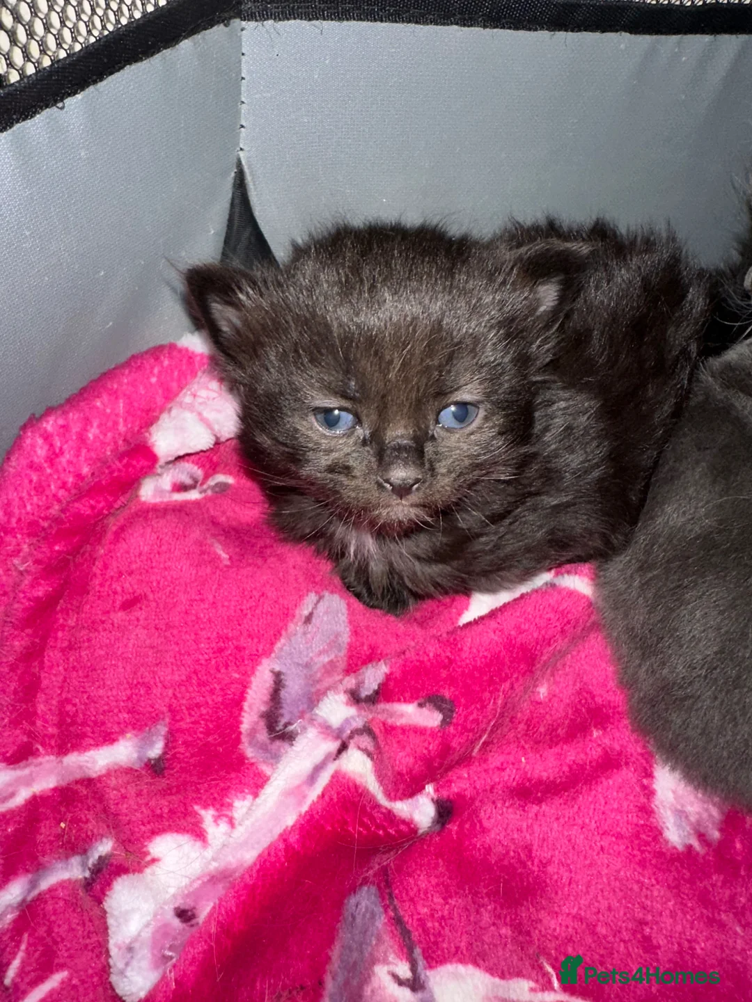 Ragdoll cats for sale: Ragdoll x Russian blue kitten  - Advert 1