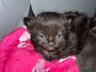 Ragdoll cats Ragdoll x Russian blue kitten - Advert 2