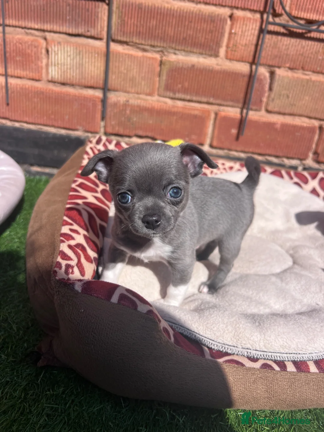 Chihuahua dogs for sale: Last blue lilac chihuahua boy ready., for sale🐾🩵 - Advert 1