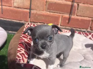 Chihuahua dogs Beautiful Chihuahua Puppies for Sale - Advert 9