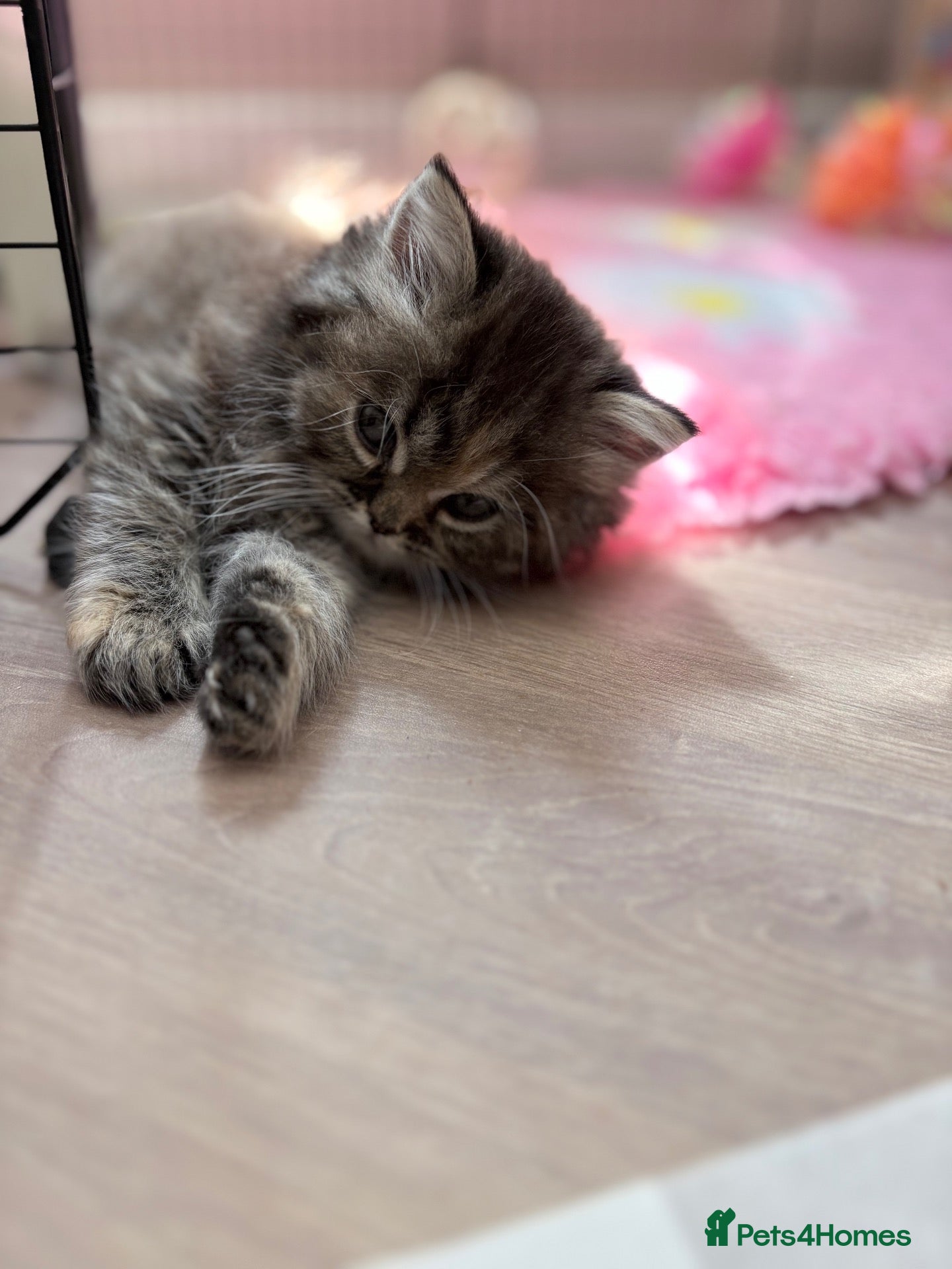 Mixed Breed cats 🌟 One Tabby Persian cross Maine coin kitten 🌟 - Advert 2