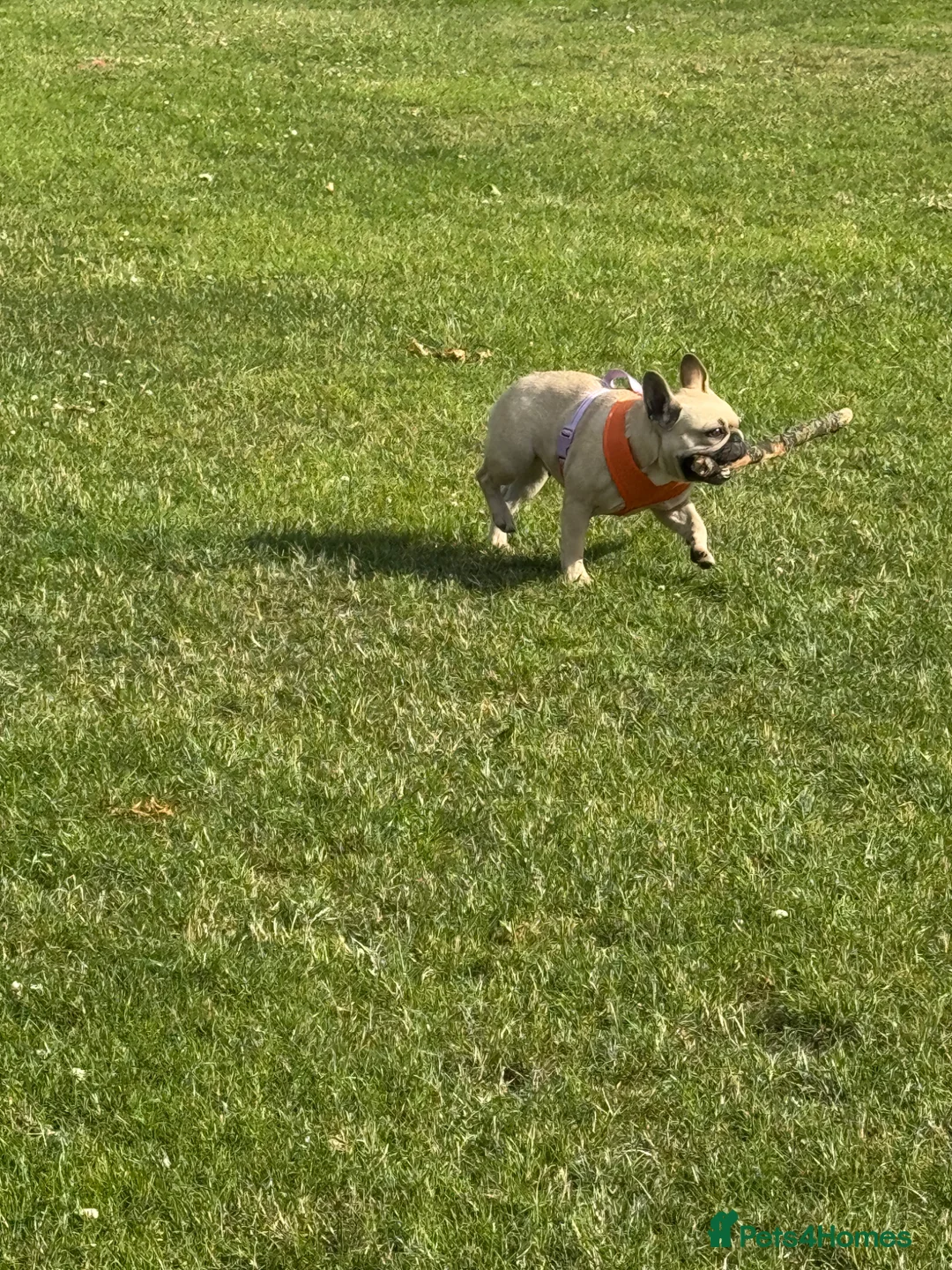 French Bulldog dogs for sale: Beautiful french buldog - Advert 2