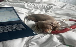 Dachshund dogs for sale: Beautiful isabella blue grey dachshund for sale 2y - Image 3